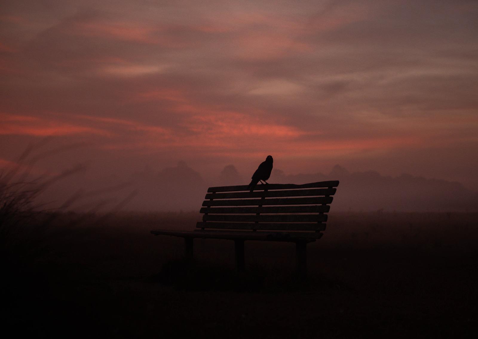 Bird silhouetted on a bench against a misty sunset