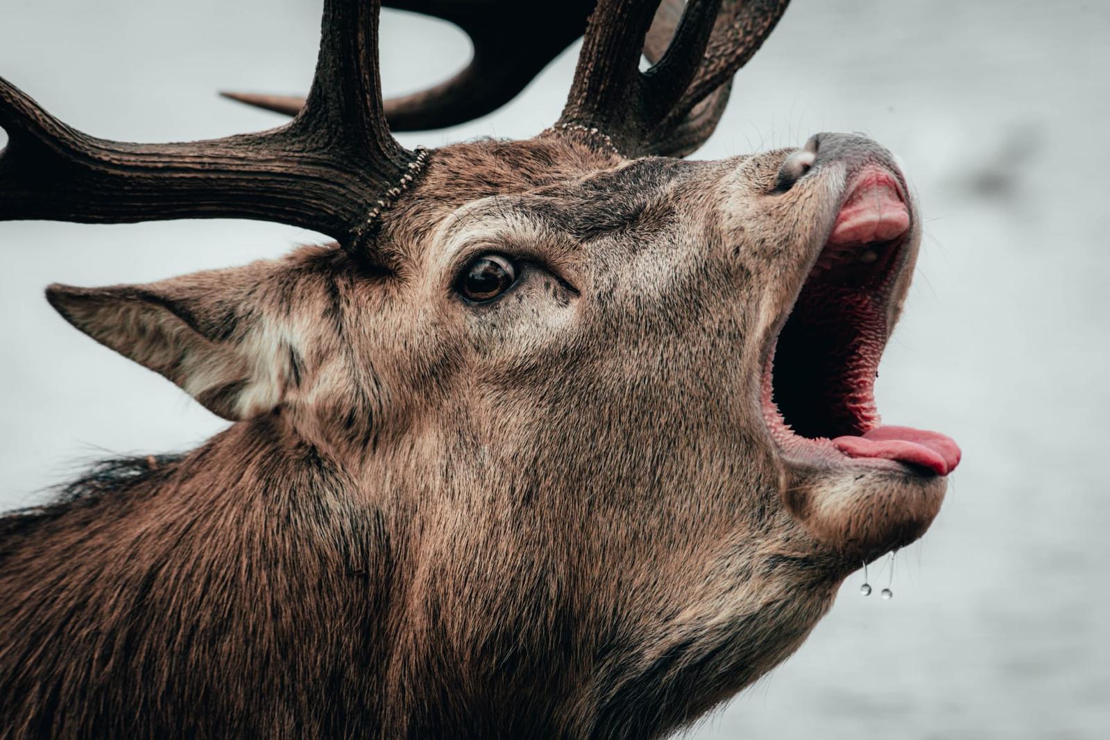 Antlered deer in close-up profile