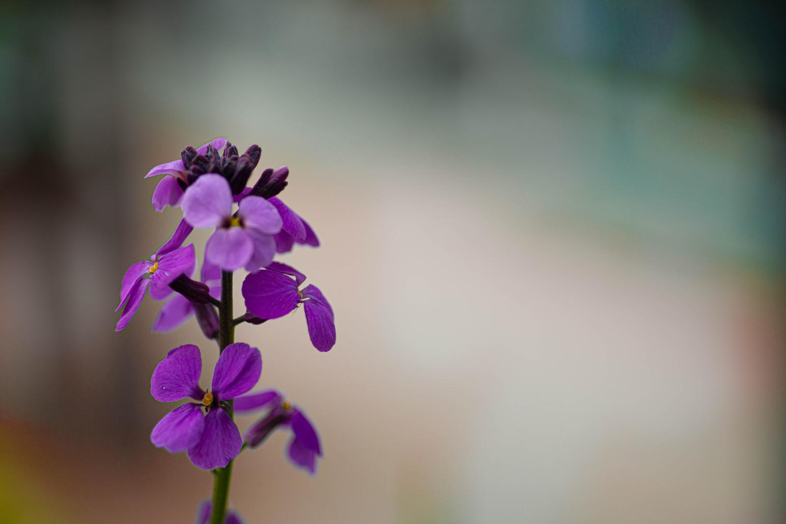 Purple wildflowers against a softly blurred background