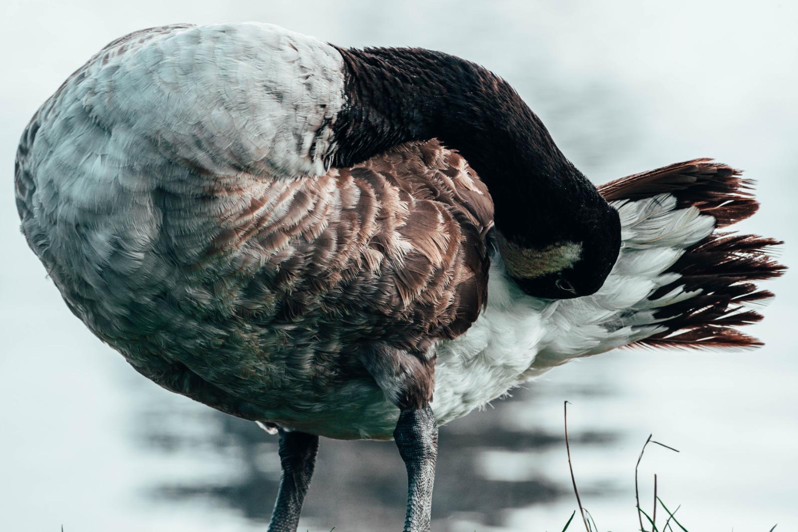 Canada goose preening by the water