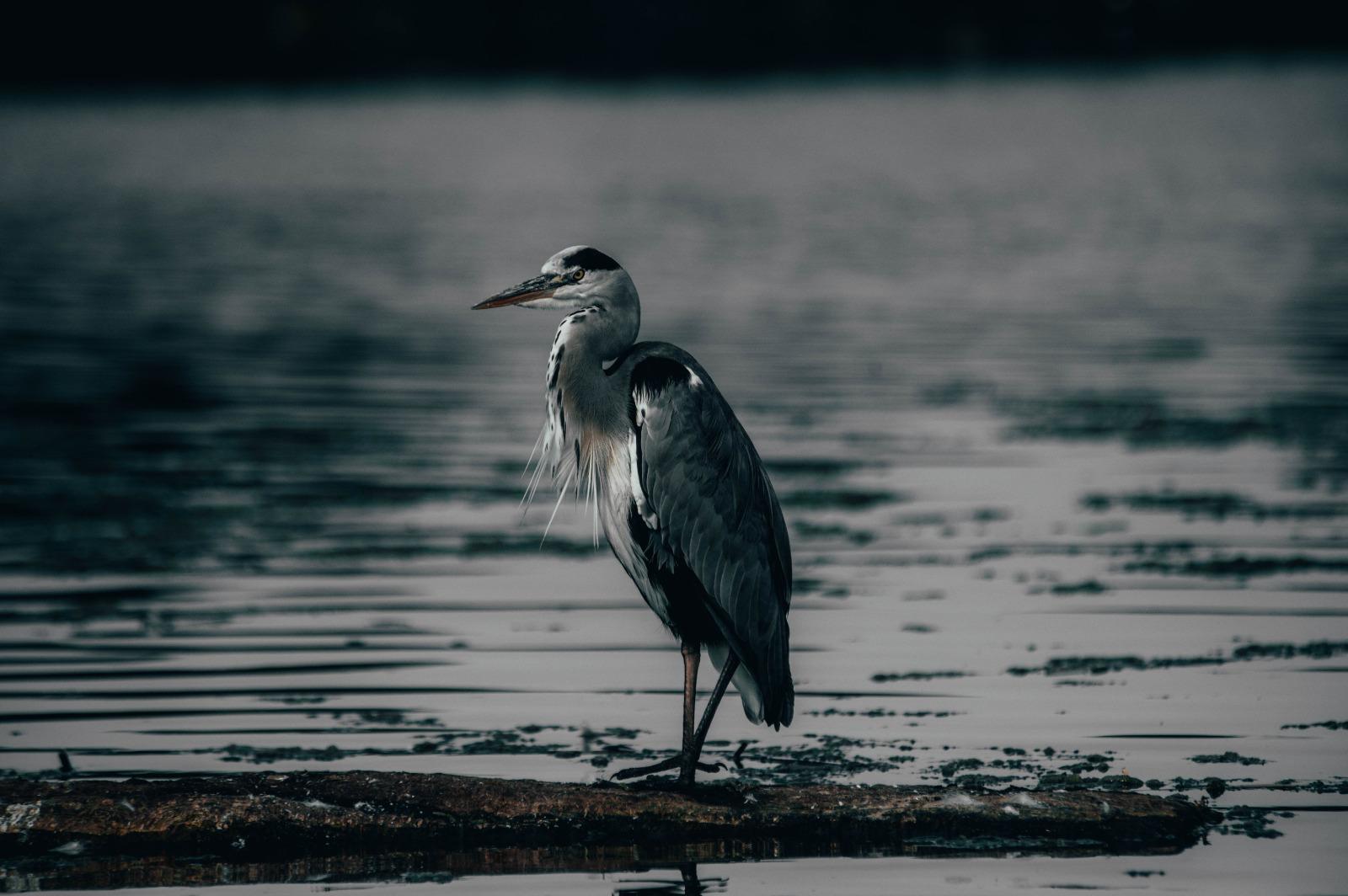 Great blue heron standing in shallow water
