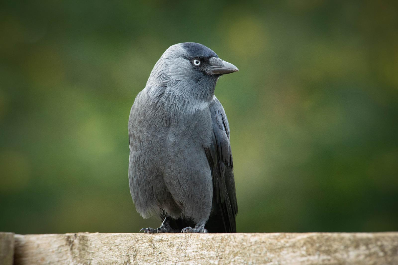Jackdaw perched on a weathered wooden rail