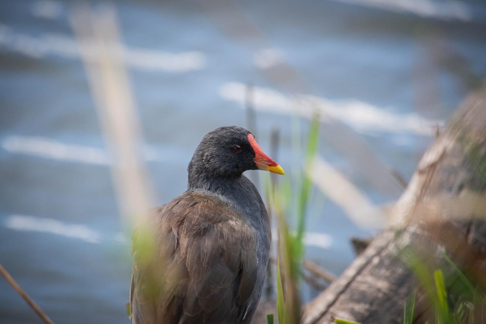 Moorhen beside reeds at the water’s edge