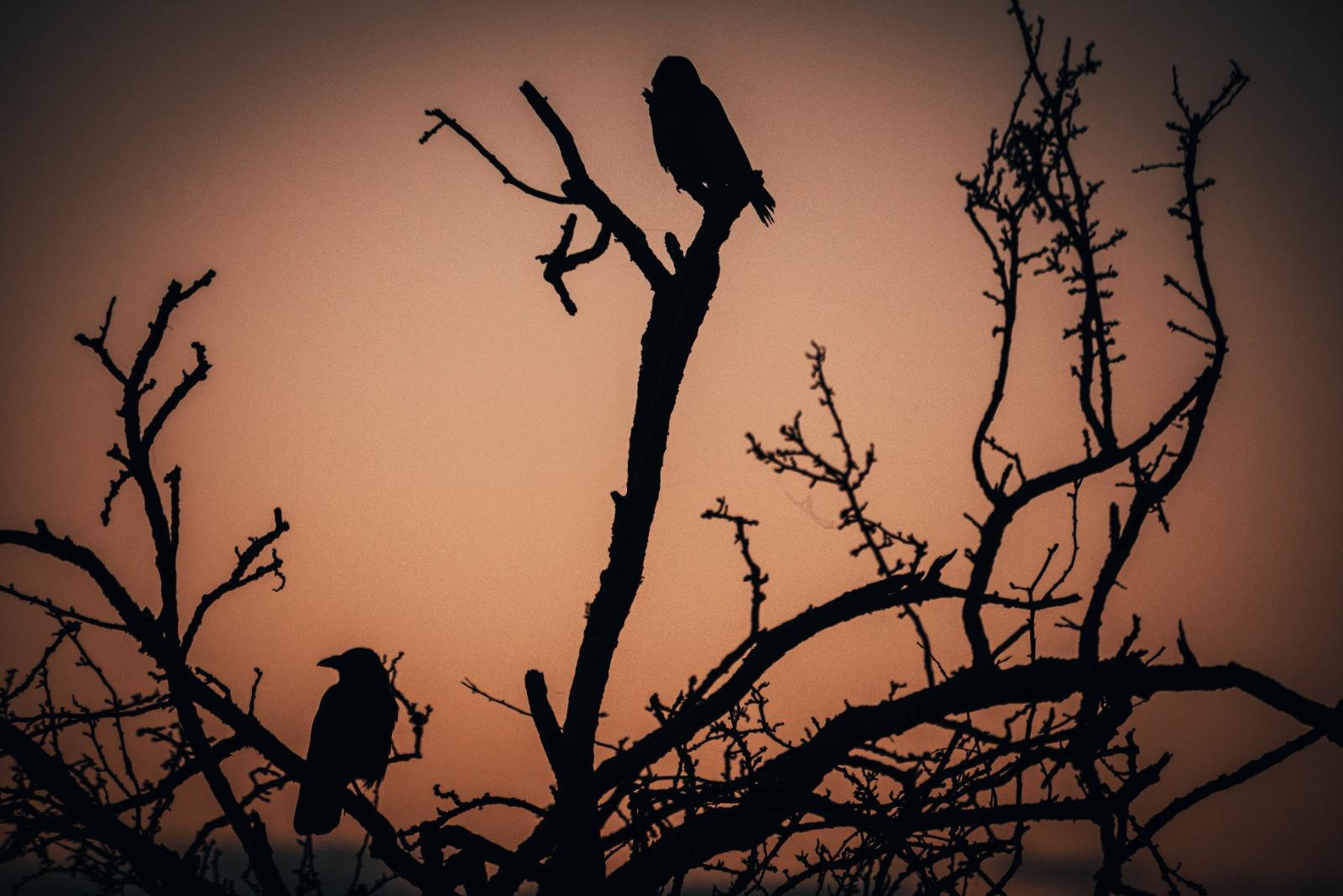Bird silhouettes on bare branches at sunset