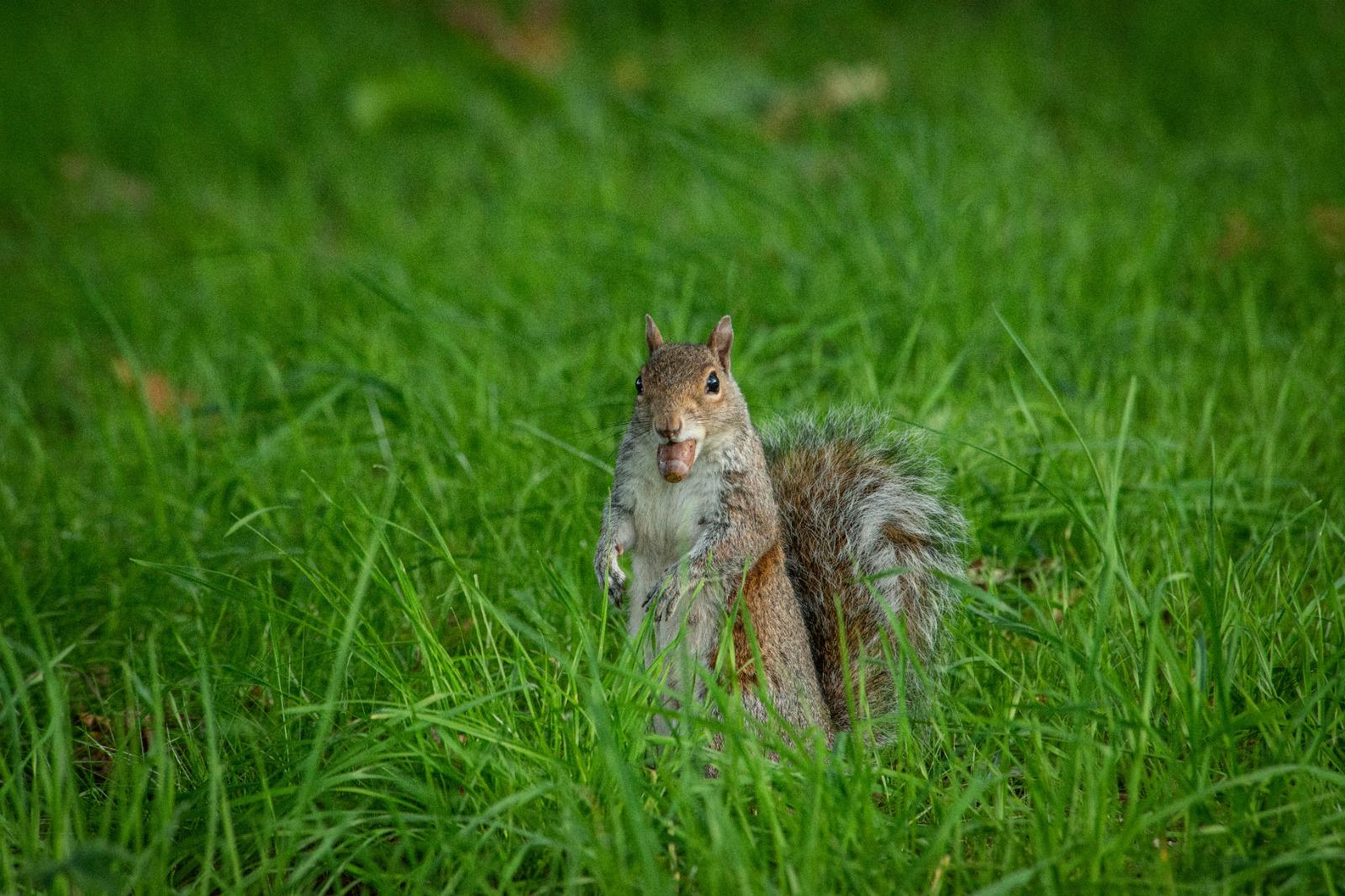 Grey squirrel holding food in green grass