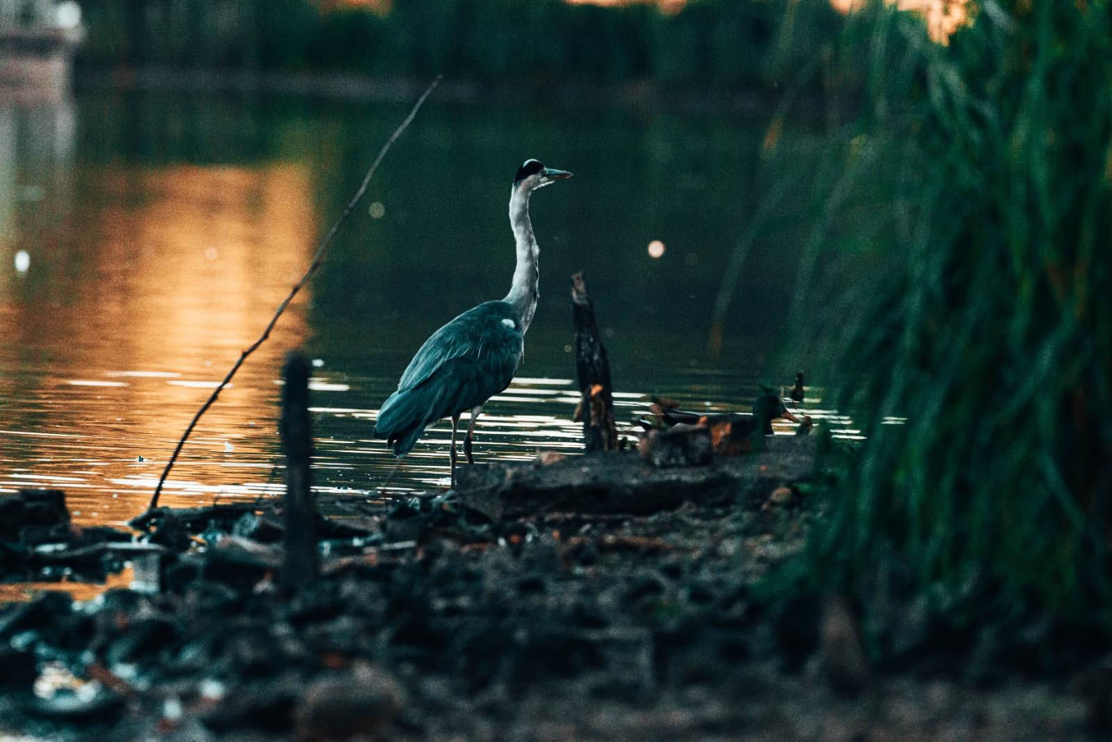 Heron at a waterside at dusk